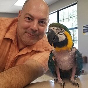 A man smiling beside a blue and yellow parrot with feather loss, perched on a veterinary exam table in an exotic animal clinic - Exotic Vet Services
